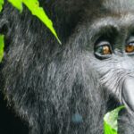 10-Day Uganda Primates and Wildlife Safari