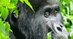10-Day Uganda Primates and Wildlife Safari