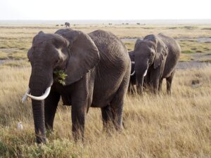 14784277881_4bb9c174a1_c