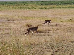 14785157594_4227f25173_c