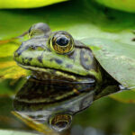 50 Wild Animals You Must See on an African Safari