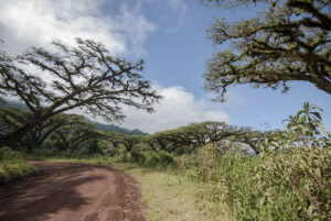 Ngorongoro Crater Conservation Area Safari – Tanzania’s Natural Wonder