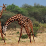 10 Uganda Safari Activities You Should Experience