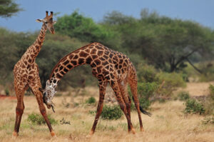 10 Uganda Safari Activities You Should Experience