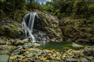 Is Nyungwe Worth Traveling To? – Discover Rwanda’s Pristine Rainforest Paradise