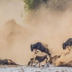 Wildebeest Migration Calving Season