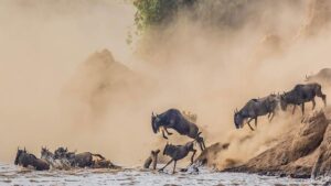 Wildebeest Migration Calving Season