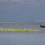 Ngamba Island Chimpanzee Sanctuary – A Haven for Rescued Chimps on Lake Victoria