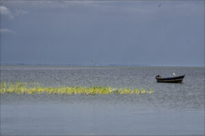 Ngamba Island Chimpanzee Sanctuary – A Haven for Rescued Chimps on Lake Victoria