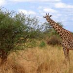Where to See Giraffes in Uganda – The Best Parks for Majestic Encounters