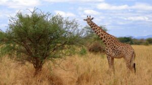 Where to See Giraffes in Uganda – The Best Parks for Majestic Encounters