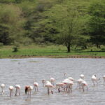 Camping Safaris in Tanzania