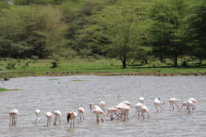 Camping Safaris in Tanzania