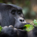 What to Expect on Safari in Uganda