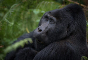 Why Uganda is the Primates Capital of the World – The Heartbeat of Africa’s Wild Intelligence