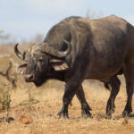 What Are the Big Five Animals in Kenya?
