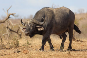 What Are the Big Five Animals in Kenya?