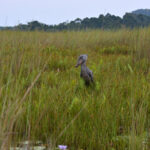 Bird Watching at Mabamba Swamp Wetlands | Discover Uganda’s Shoebill Paradise