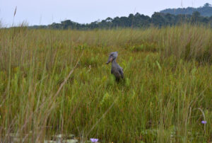 Bird Watching at Mabamba Swamp Wetlands | Discover Uganda’s Shoebill Paradise