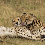 Are There Cheetahs in Uganda?
