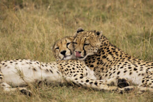 Are There Cheetahs in Uganda?