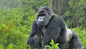 3-Day Gorilla Safari in Uganda