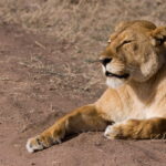 Top Destinations for Spotting Big Cats in Uganda