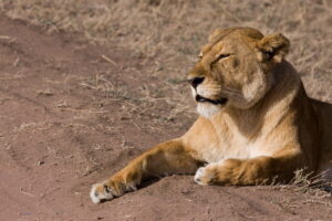 Top Destinations for Spotting Big Cats in Uganda