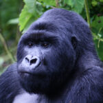 Best Time to Go Gorilla Trekking in Rwanda
