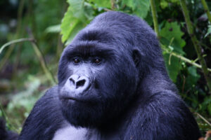 Best Time to Go Gorilla Trekking in Rwanda