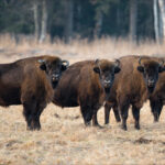 Buffalo Springs National Reserve