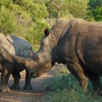 Where to Travel in Africa in 2025