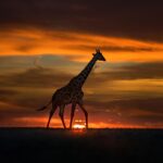 Night Game Drives in Tanzania – Discover Africa After Dark