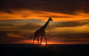 Night Game Drives in Tanzania – Discover Africa After Dark