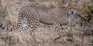 36661005981_5456e28f97_c