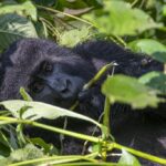 How to Plan for Gorilla Trekking in 2024–2025