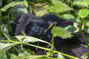 How to Plan for Gorilla Trekking in 2024–2025