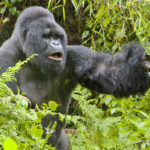 2024 High Season Best Safari Packages – Uganda Safari Itineraries