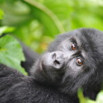 Who is Eligible to Trek Mountain Gorillas in Africa?