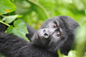 Who is Eligible to Trek Mountain Gorillas in Africa?