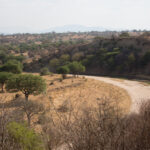 Safari Tours to Tarangire National Park