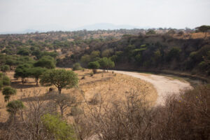 Safari Tours to Tarangire National Park