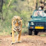 Where to See Lions in Uganda – Big Five Safaris in Uganda