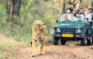 Where to See Lions in Uganda – Big Five Safaris in Uganda