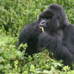 How Much Does It Cost to See Mountain Gorillas?