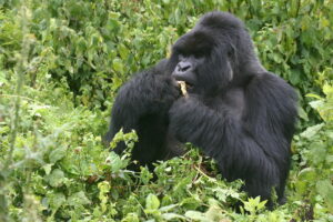 How Much Does It Cost to See Mountain Gorillas?