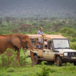 Game Drive Safaris in Uganda