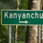 Chimpanzee Trekking in Kanyanchu – The Heart of Kibale Forest Uganda