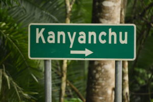 Chimpanzee Trekking in Kanyanchu – The Heart of Kibale Forest Uganda