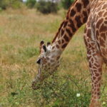 Giraffe Manor Nairobi